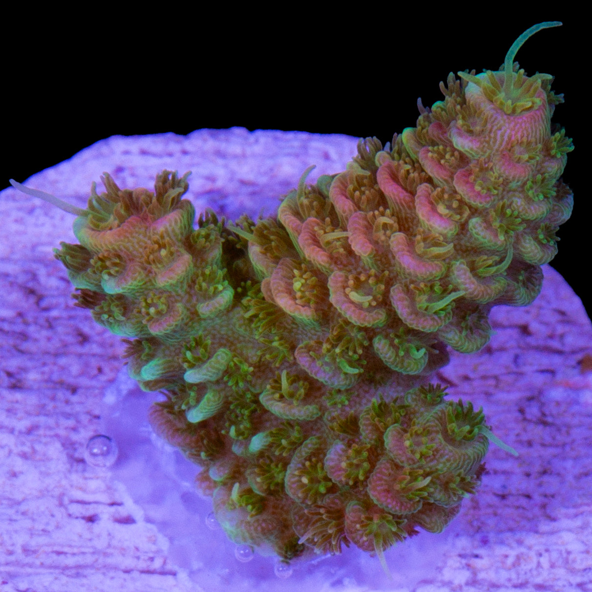 Tangerine Millepora Acropora Coral