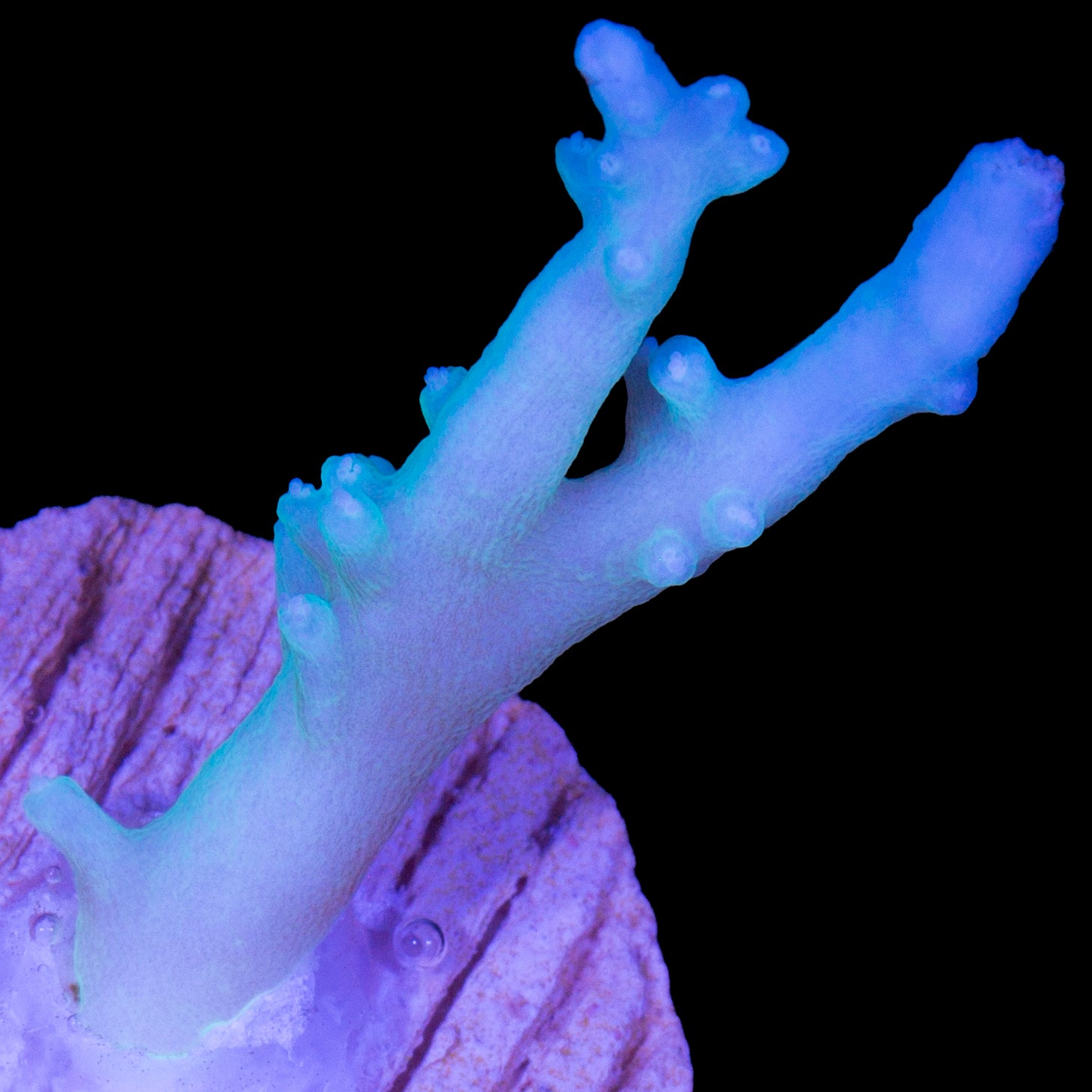 Dragontail Acropora Coral