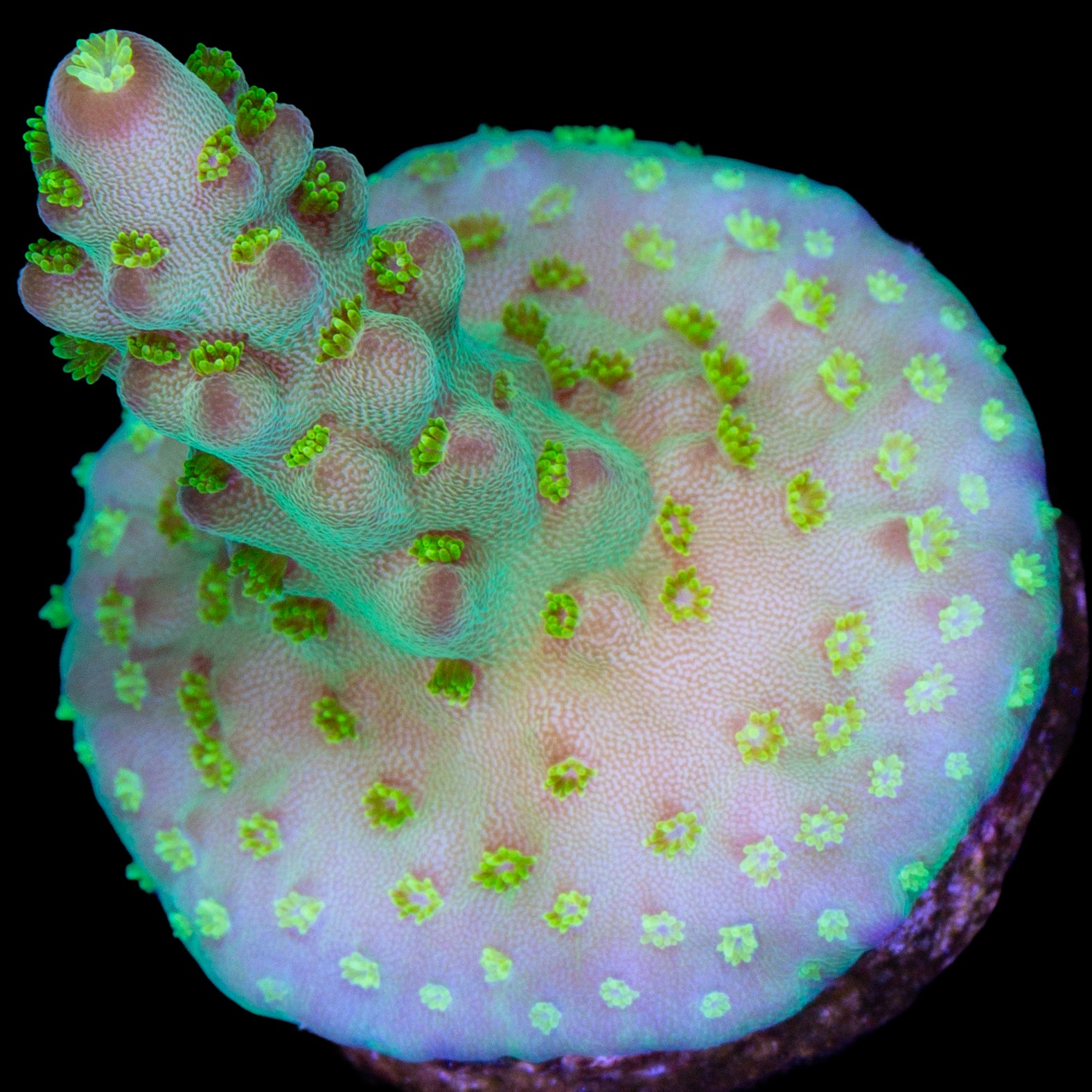 Vivid's Buzz Lightyear Acropora Coral