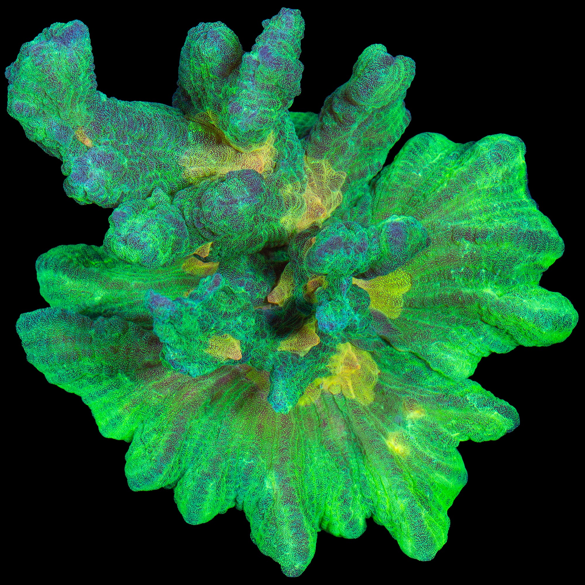 XL Space invader Pectinia Coral Colony