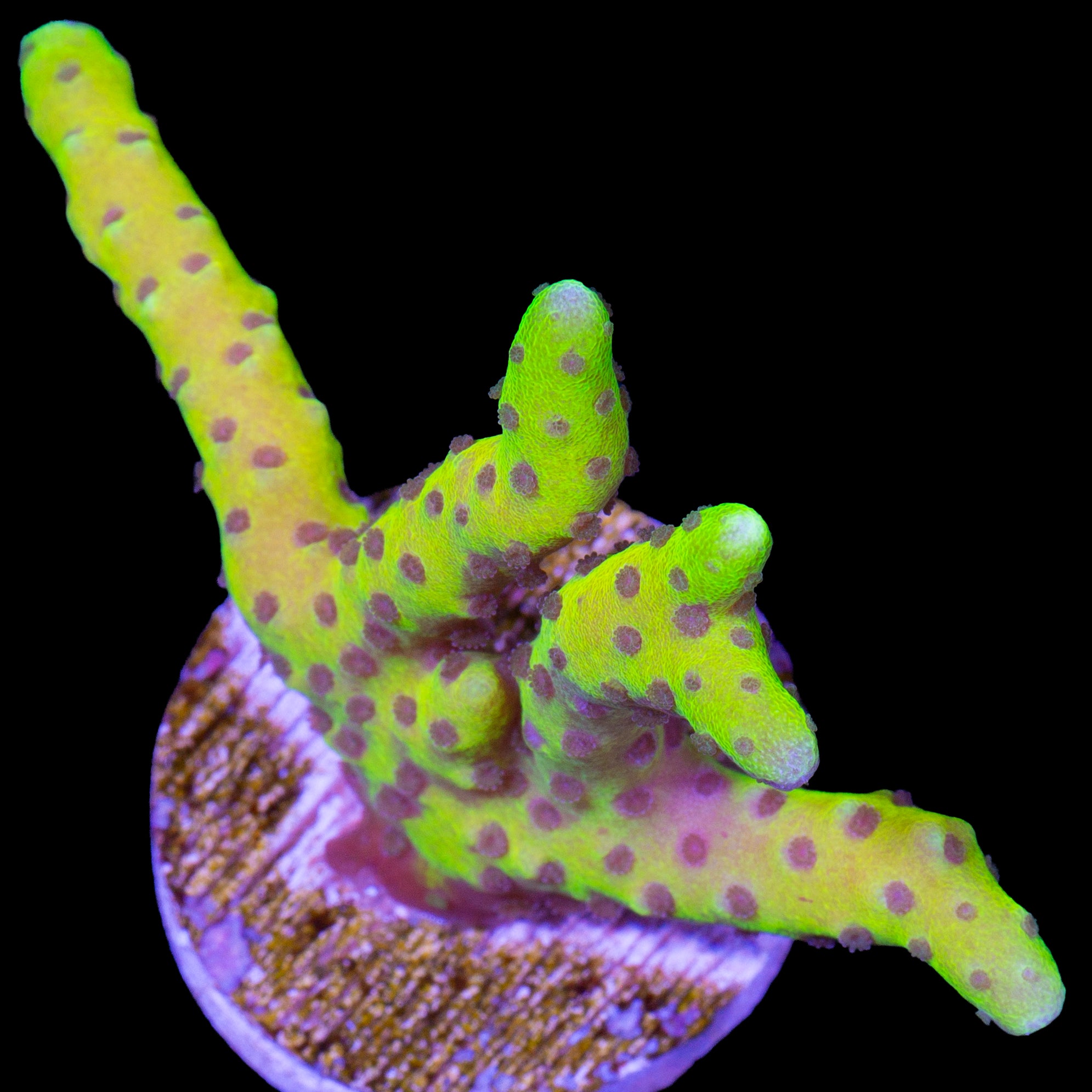 Goldenrod Anacropora Coral