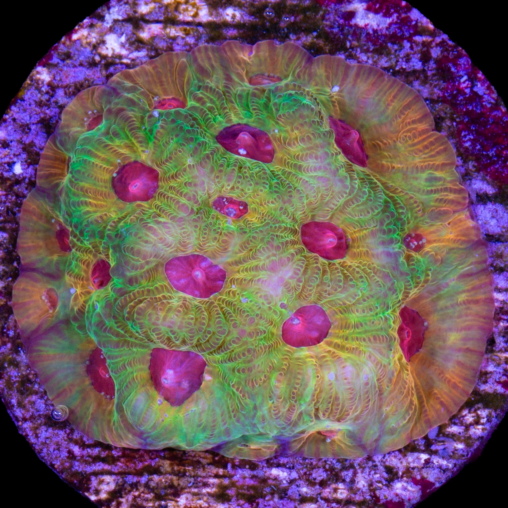 Candy Corn Favia Coral