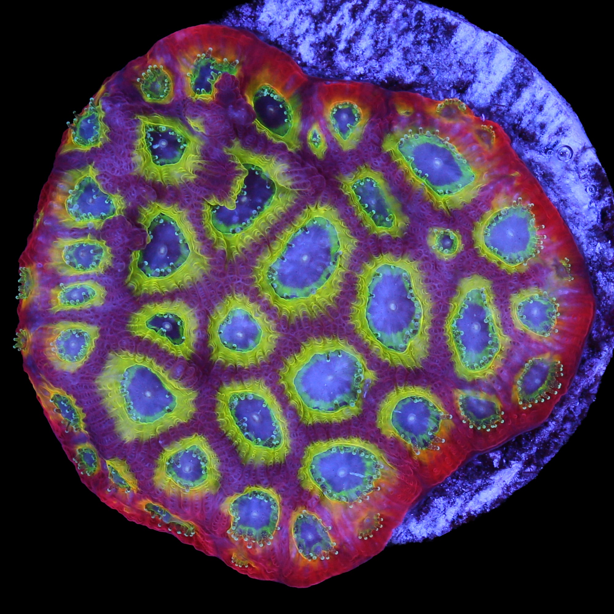 Sector 001 Favia Coral