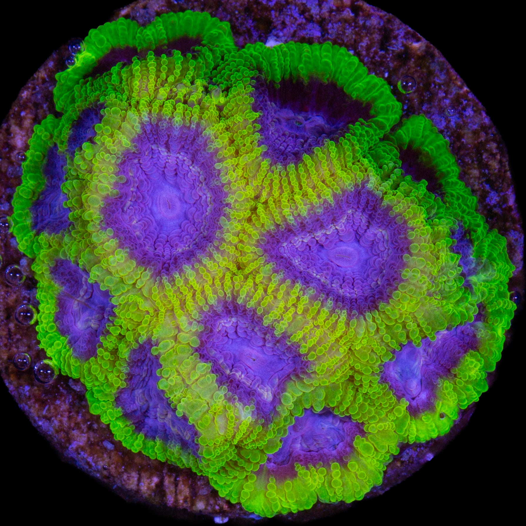 Raptor's Peace Favia Coral