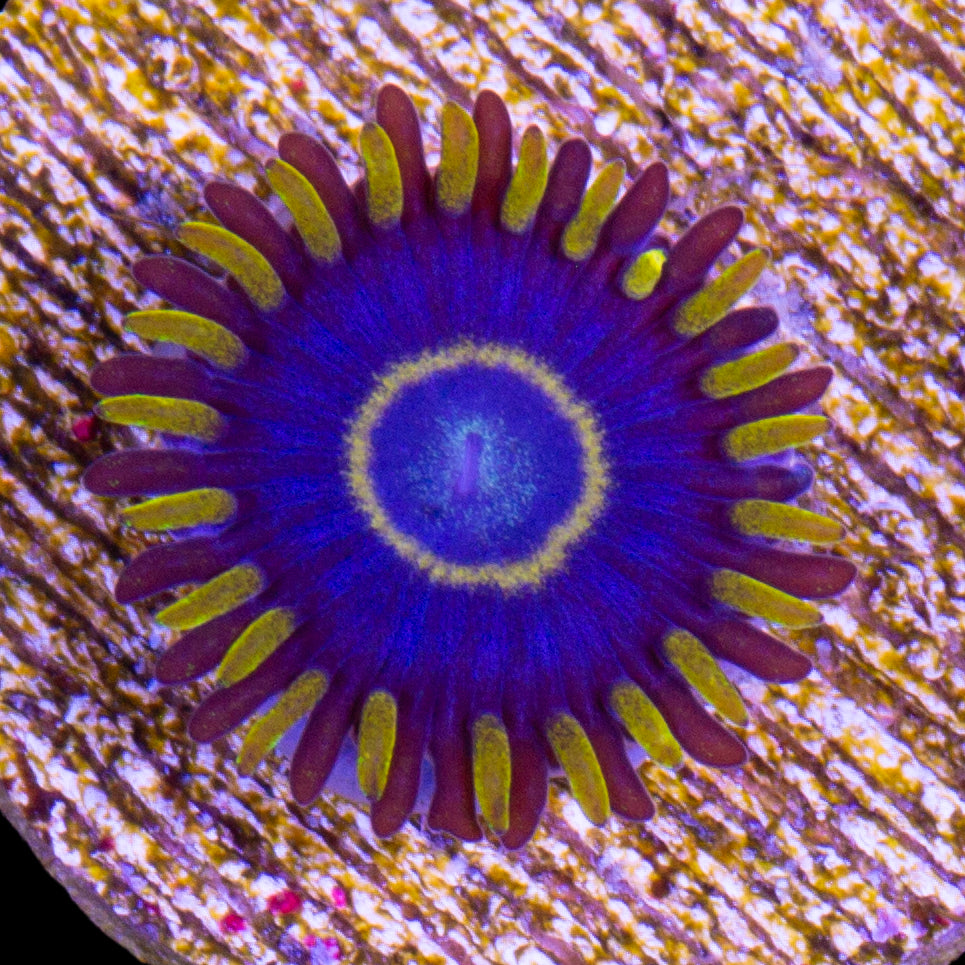 Vivid's Blue Hornet Zoanthid (800 grown)