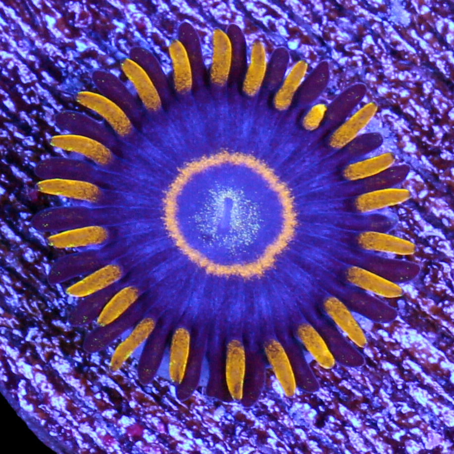 Vivid's Blue Hornet Zoanthid (800 grown)