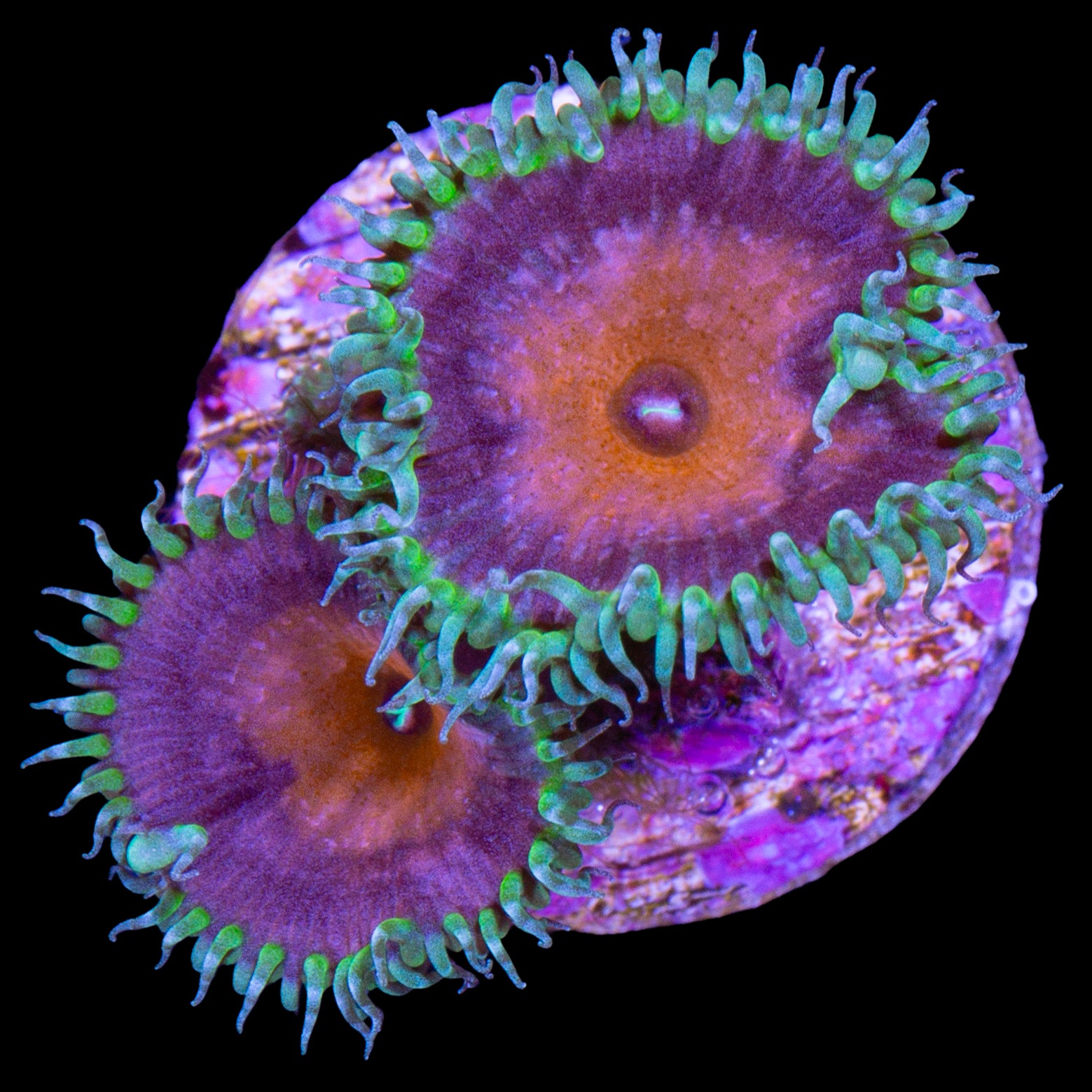 Vivid's Captain America Palythoas