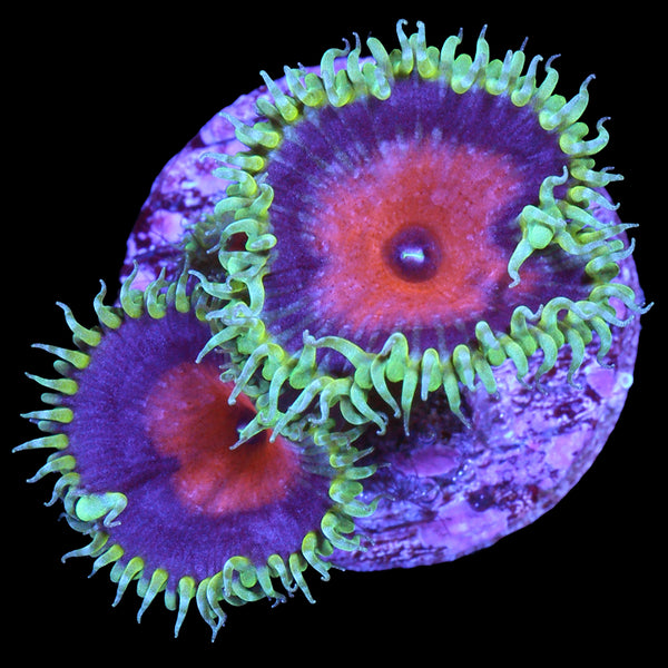 Captain America Palythoa | Buy Live Coral for Sale - Vivid Aquariums