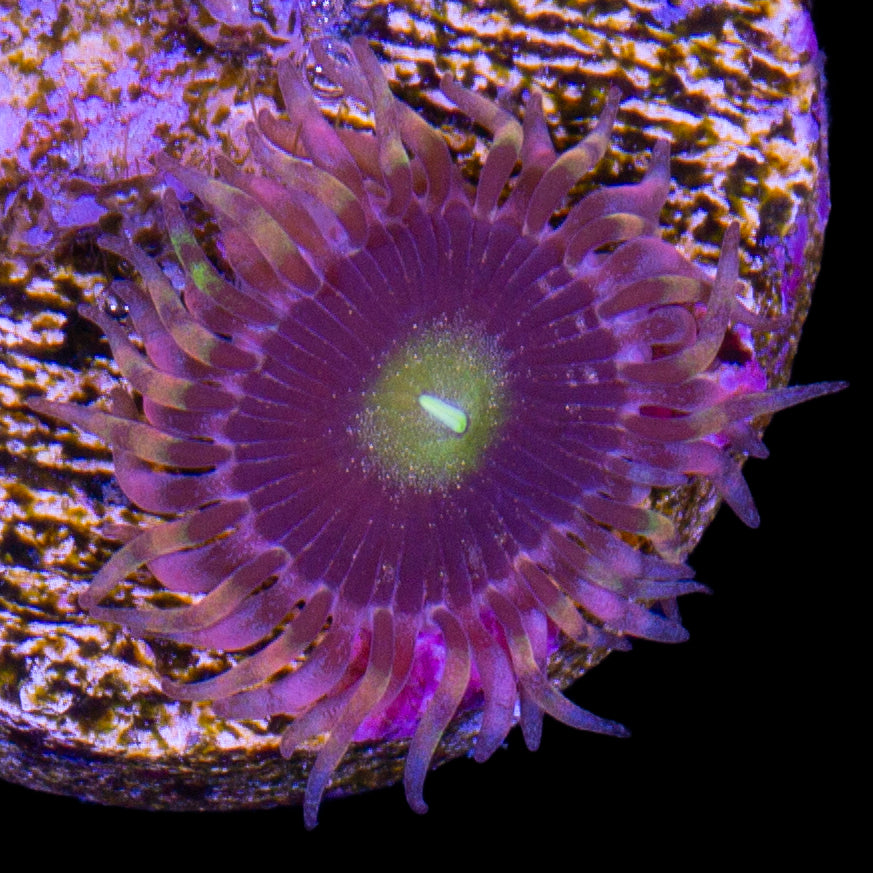Vivid's Bozo Zoanthids