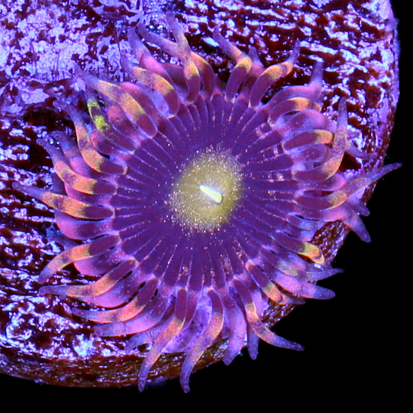 Vivid's Bozo Zoanthids