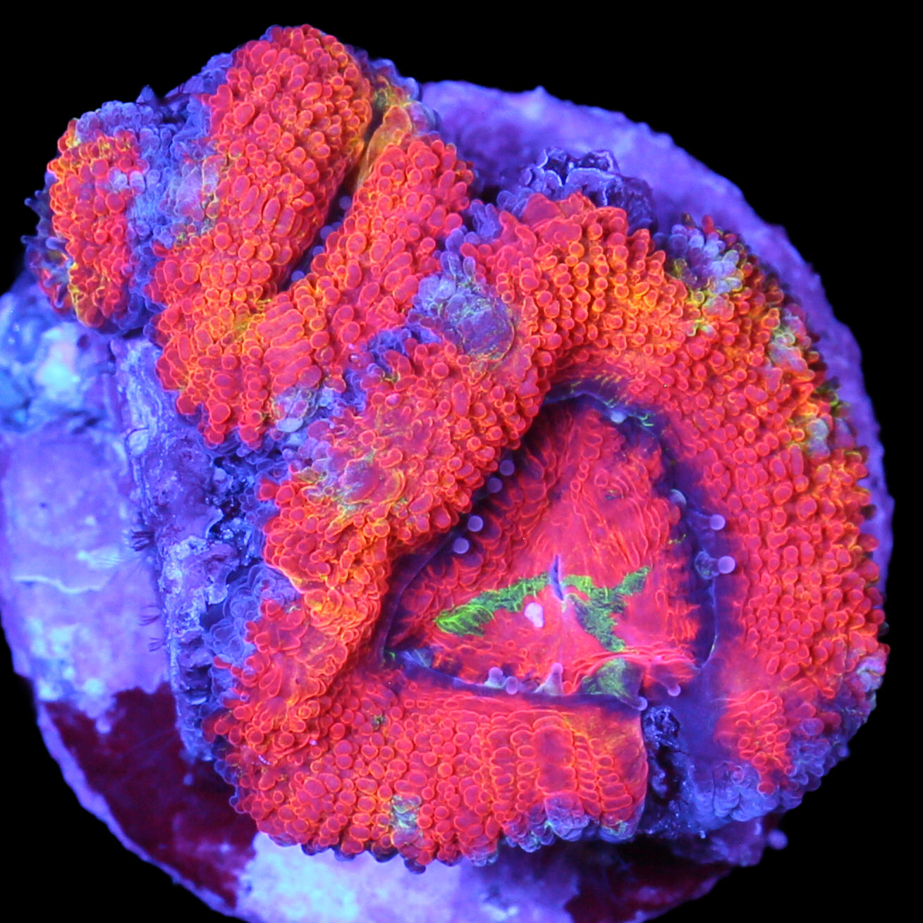 Rainbow Acan Coral