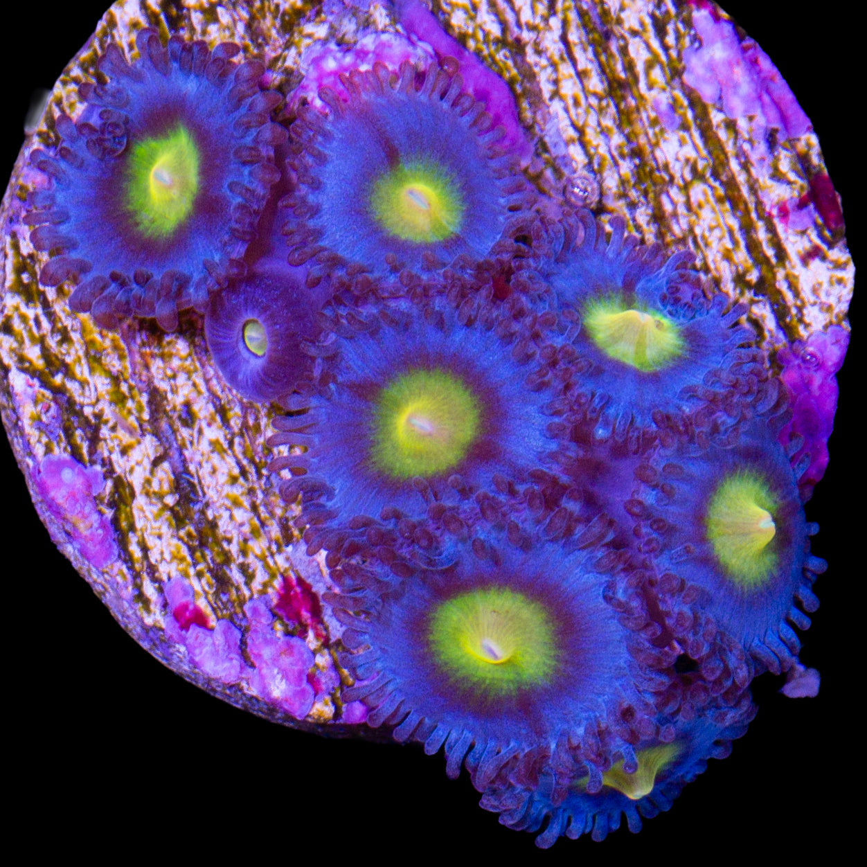 Vivid's AOI Zoanthids