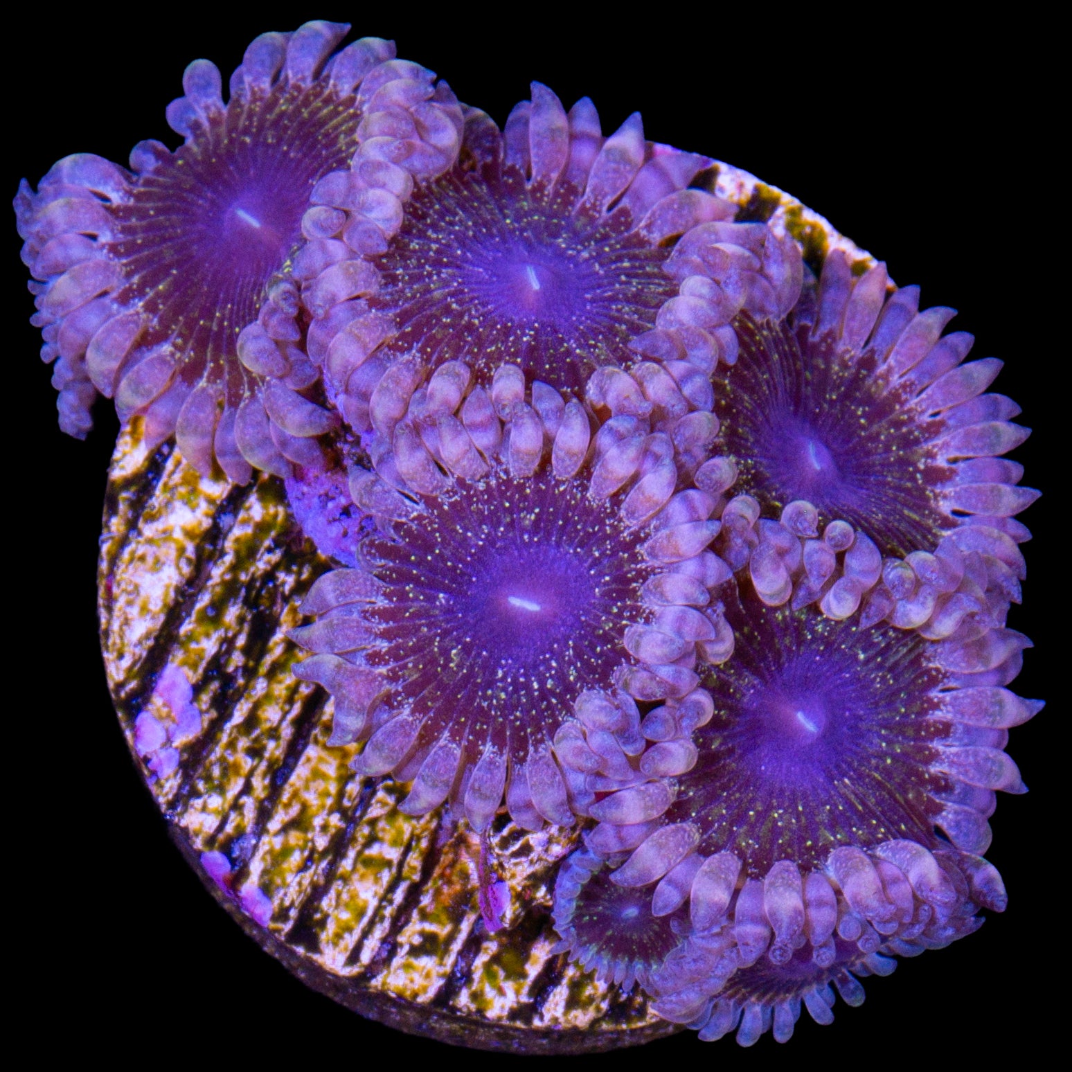 Vivid's Solar Circus Zoanthids