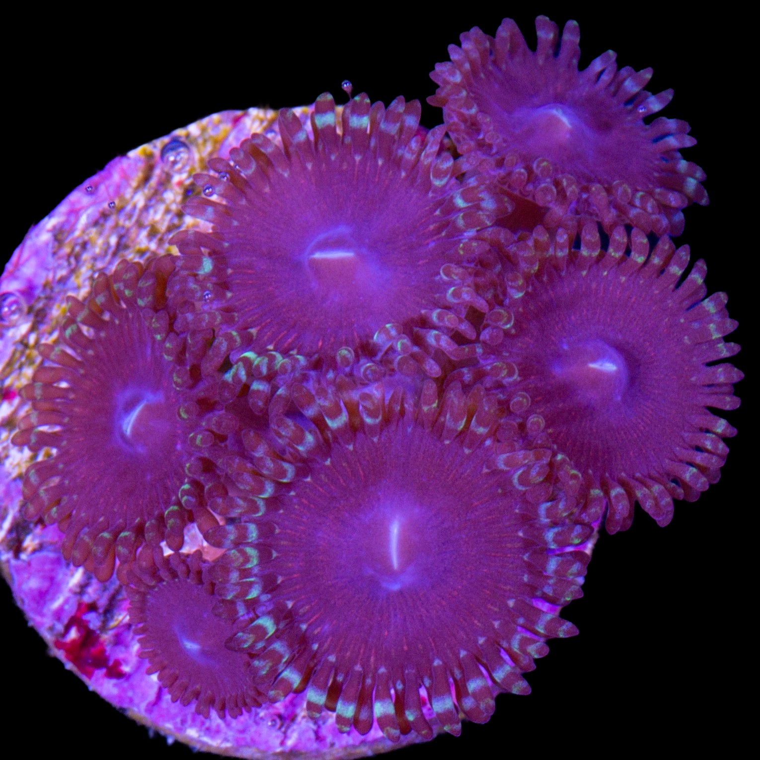 Vivid's Mystery Zoanthids