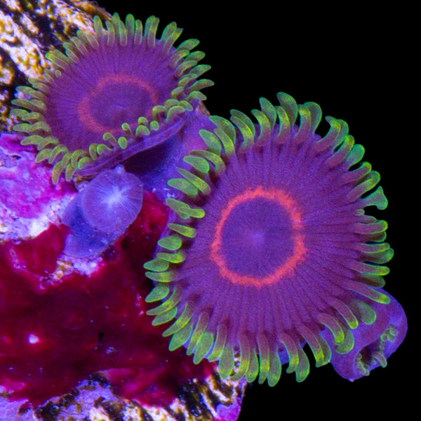 Purple Heart Zoanthid | Buy Live Coral for Sale | Vivid Aquariums