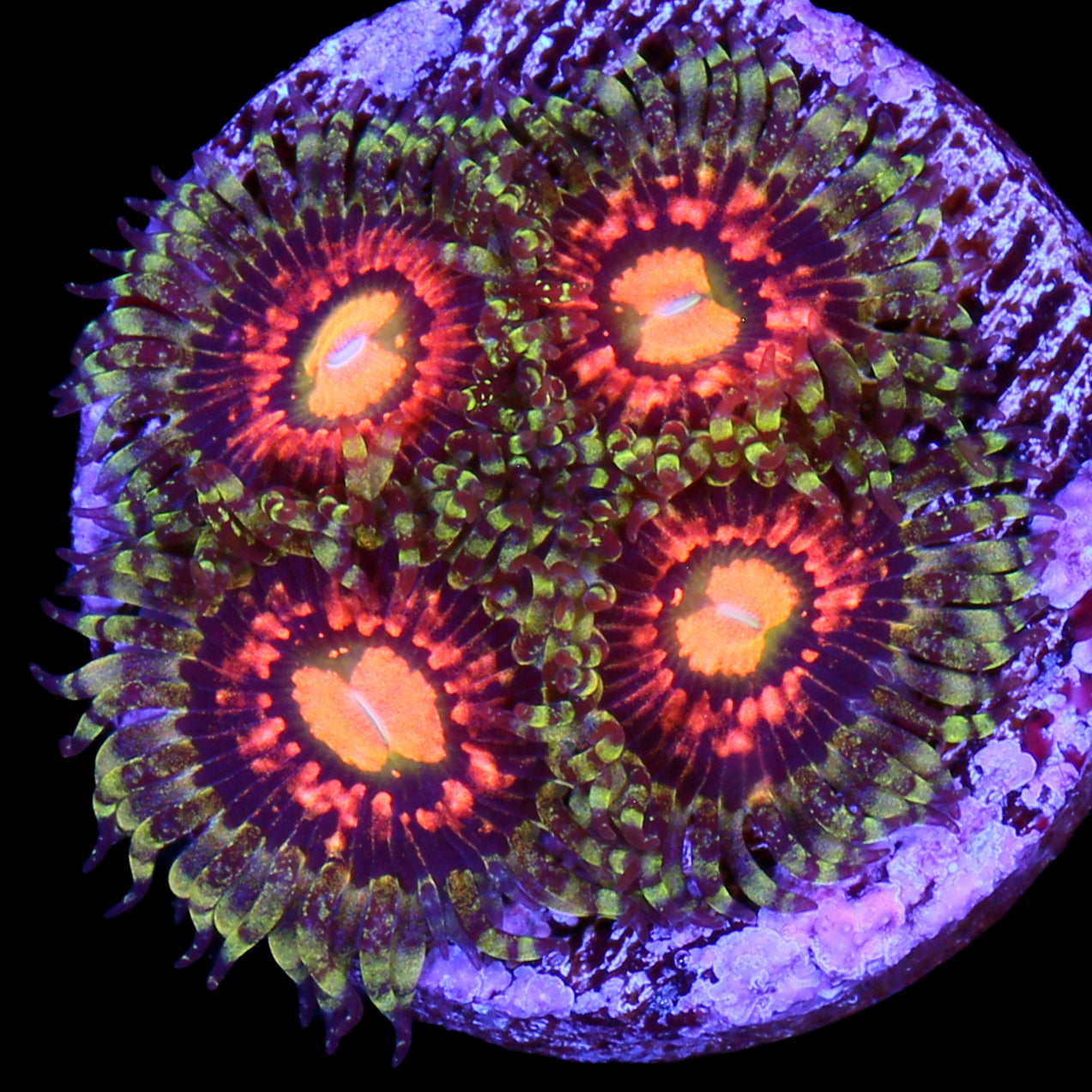 Vivid's Rainbow Incinerator Zoanthids