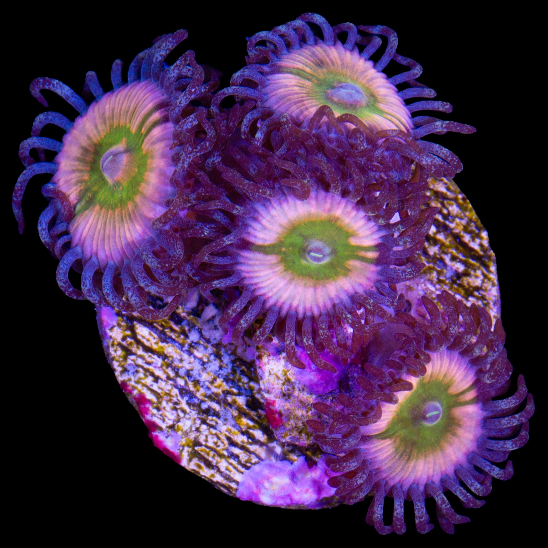 Rainbow Infusion Zoanthid Coral