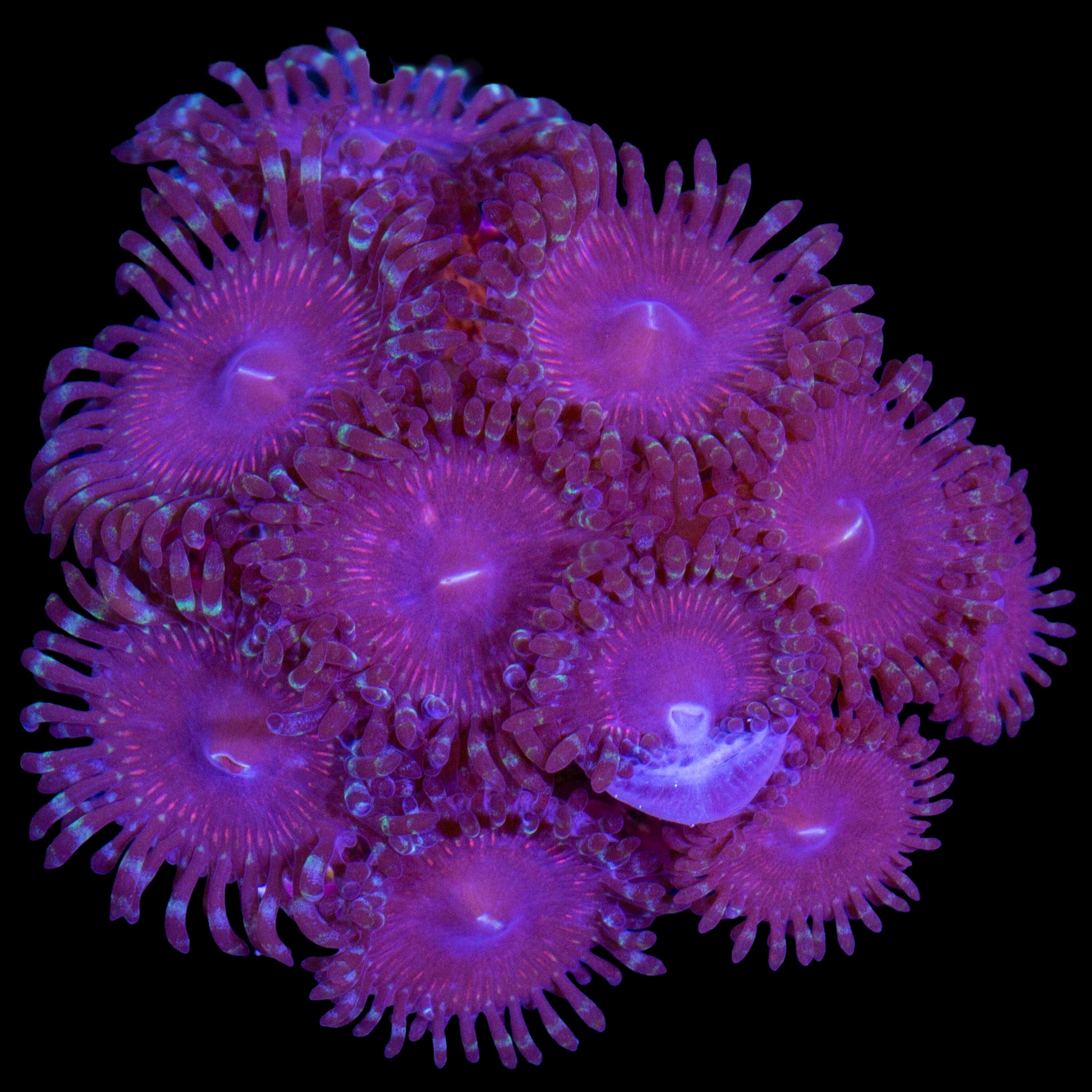 Vivid's Mystery Zoanthids