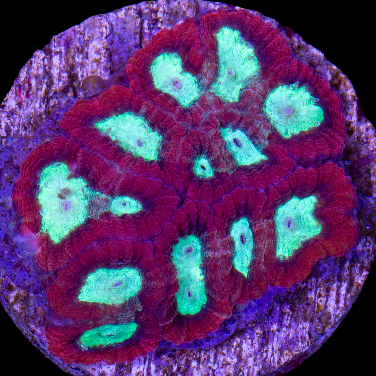 Vivid's Crimson Favia Coral - Lg Frag