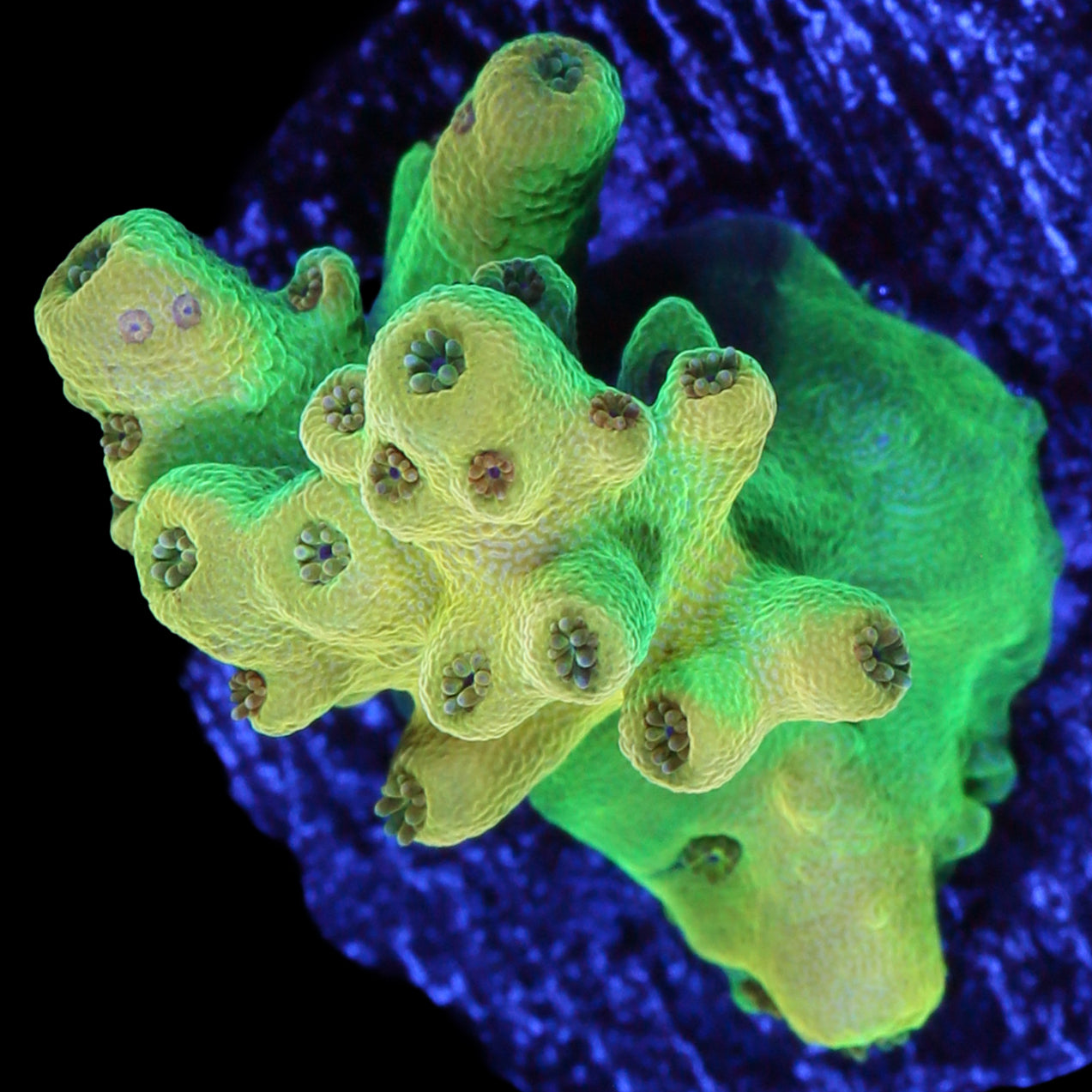 Yellow Submarine Acropora Coral - 800 Grown