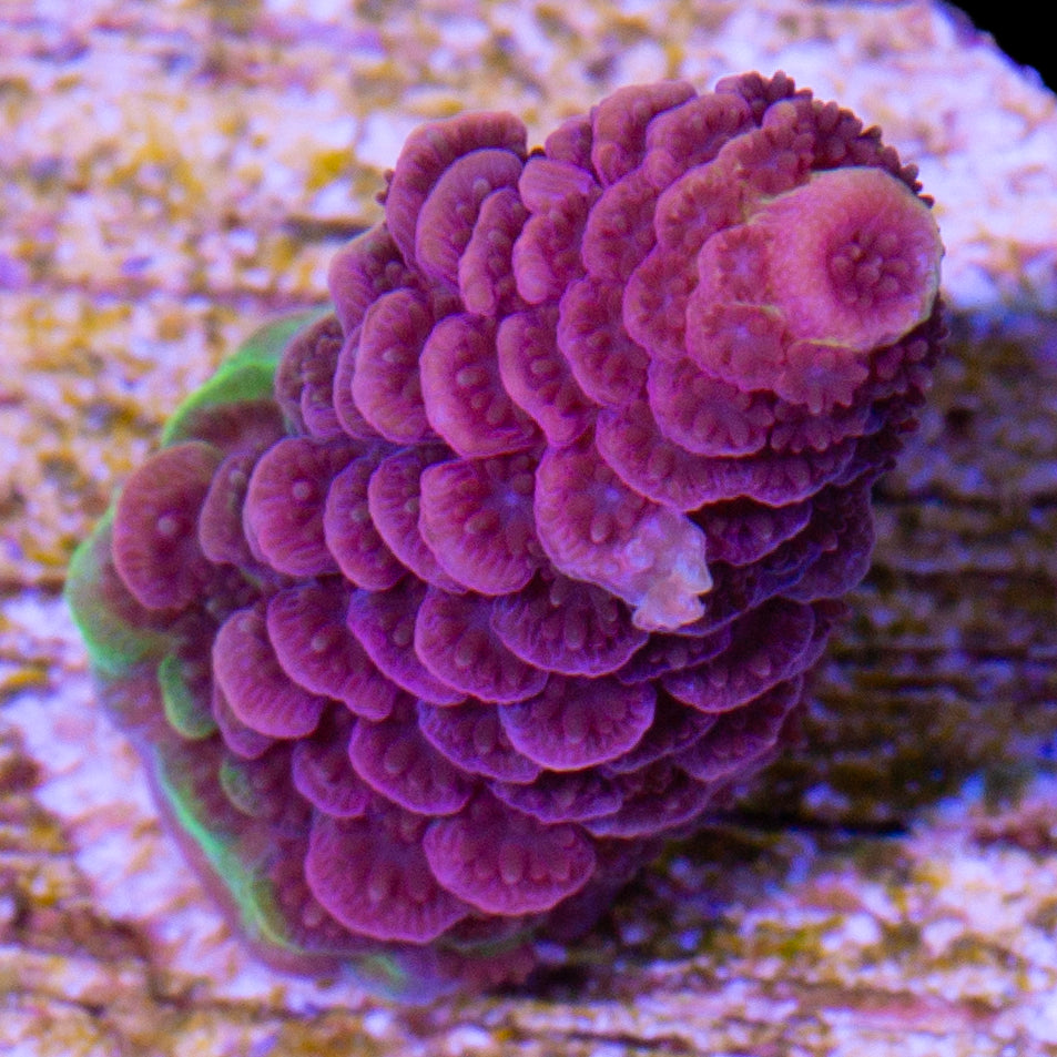 Rosemary Acropora Coral
