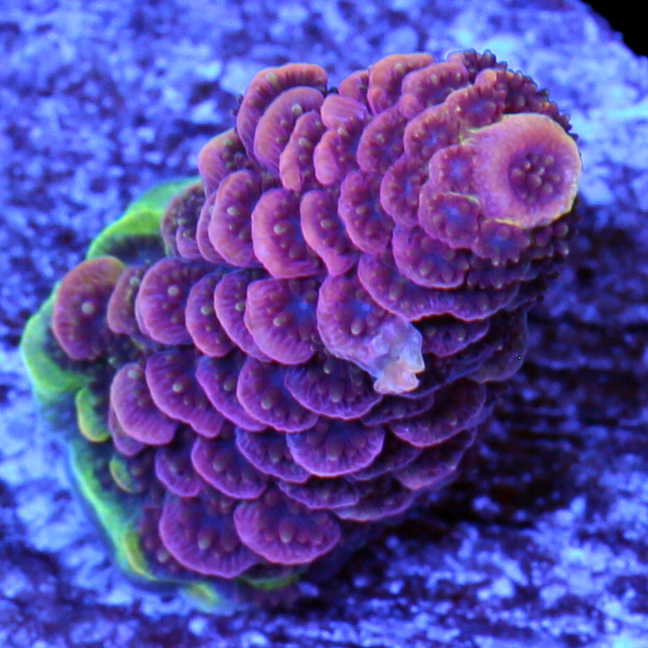 Rosemary Acropora Coral