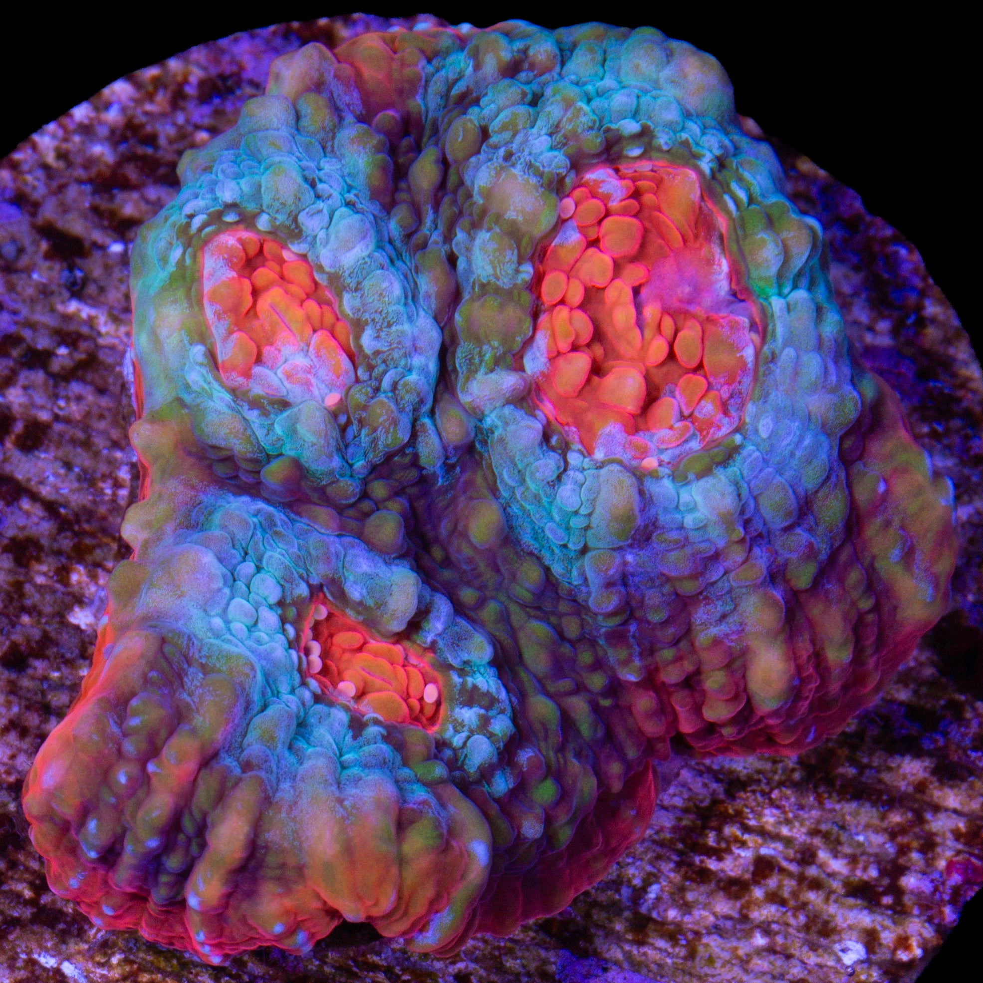 Red Gecko Echinophyllia Coral