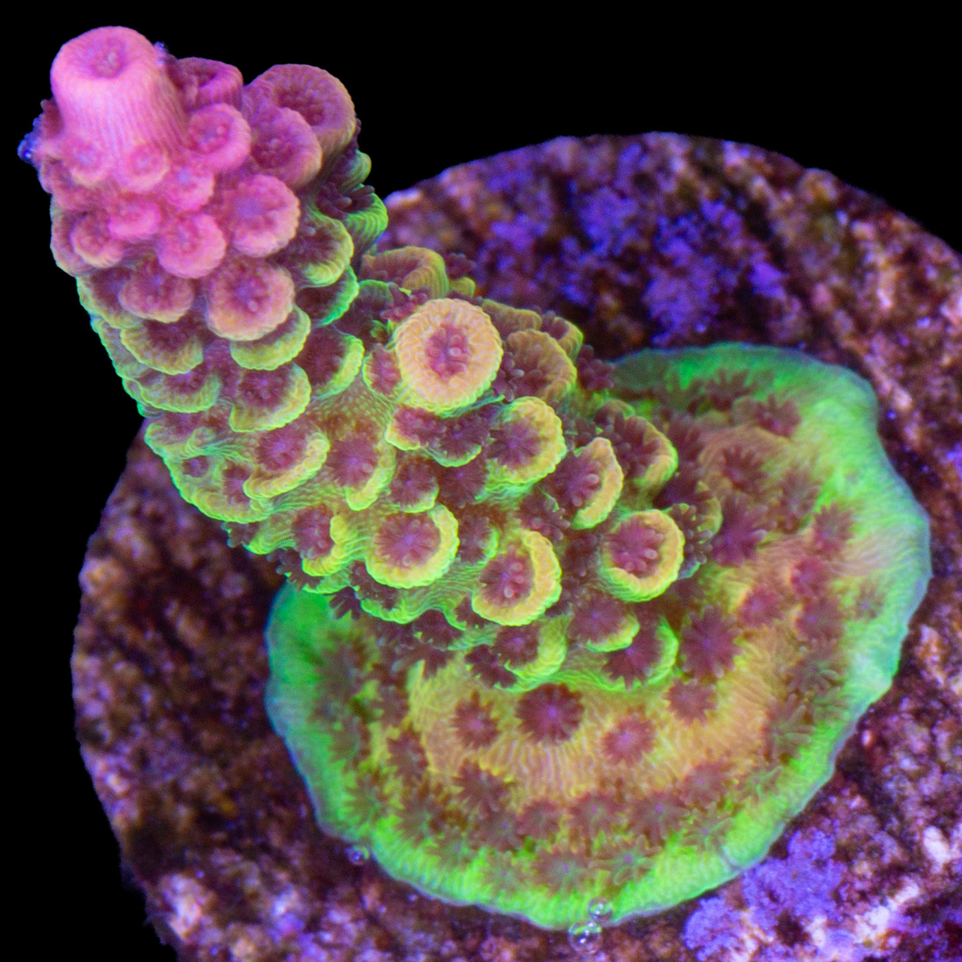 Cosmic Candy Acropora Coral