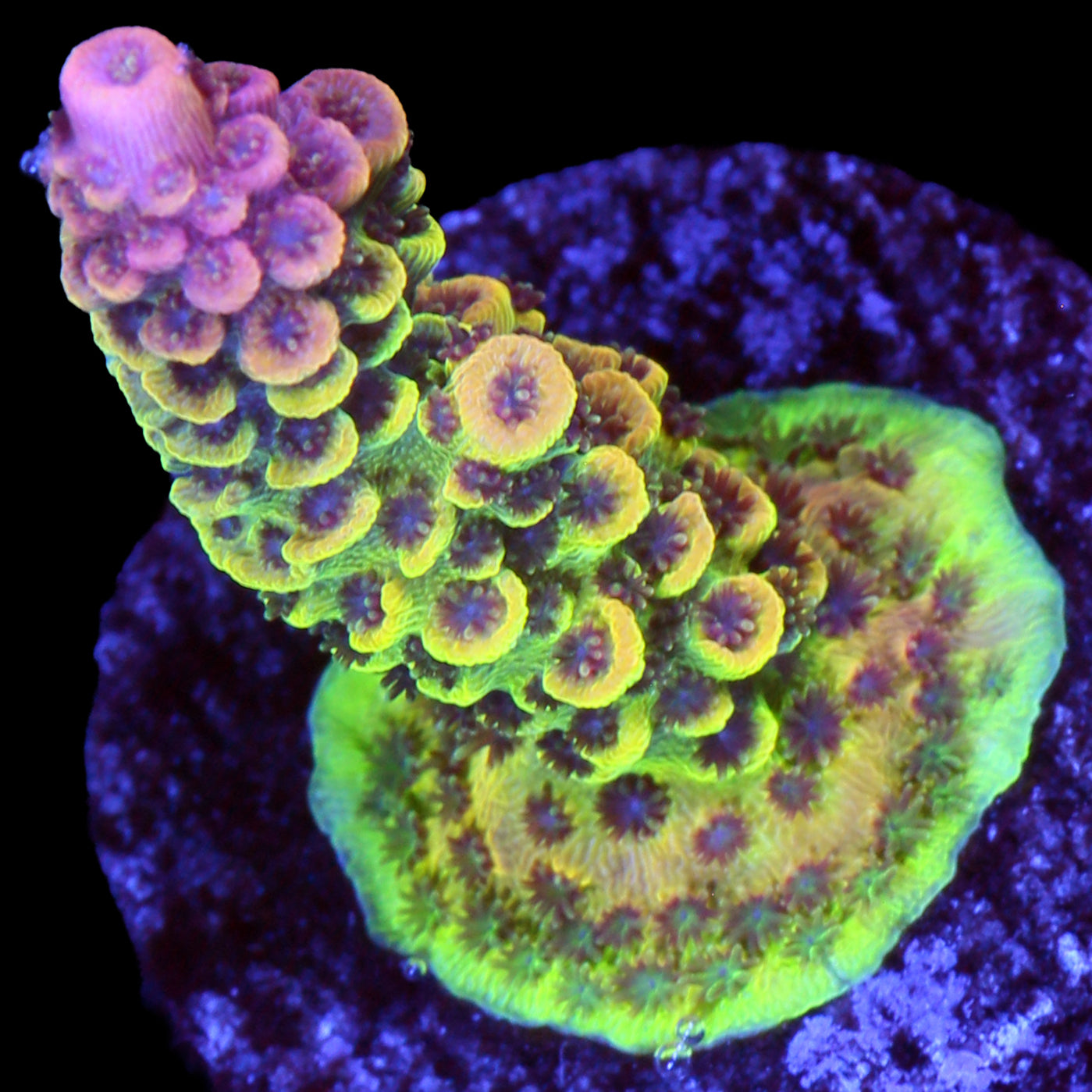 Cosmic Candy Acropora Coral