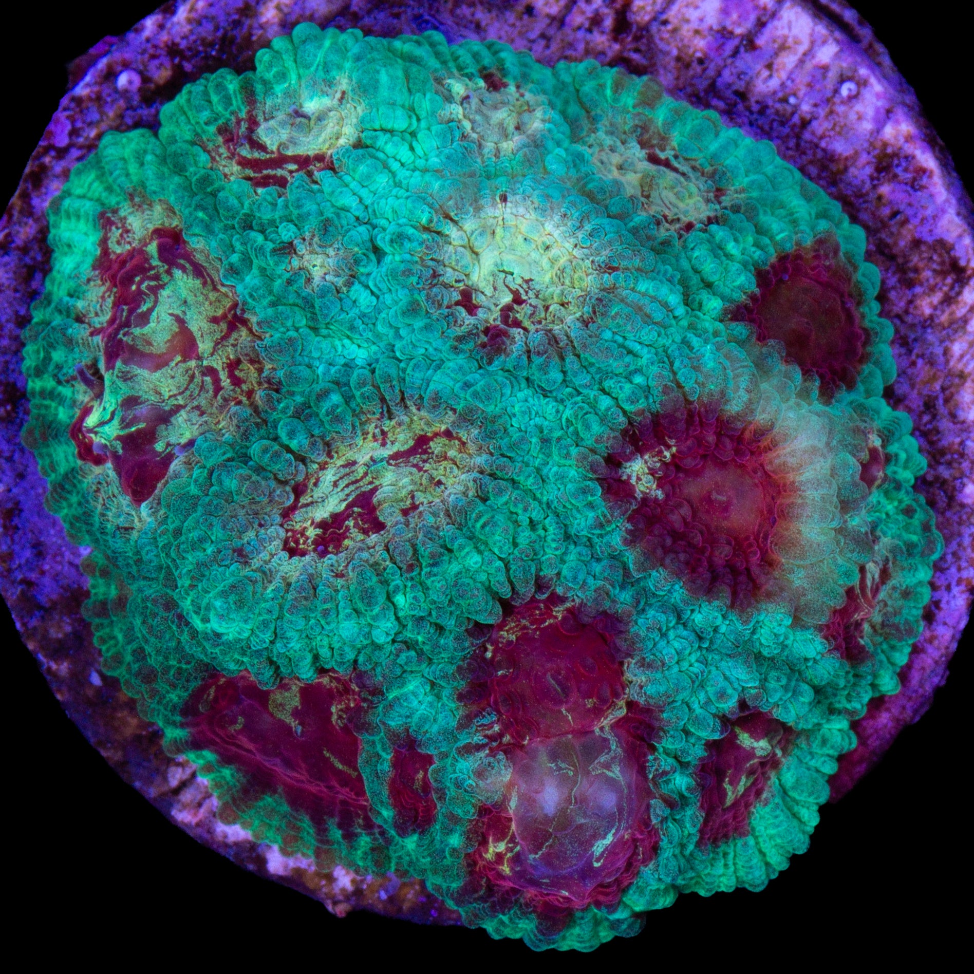 Heartbreaker Favia Coral