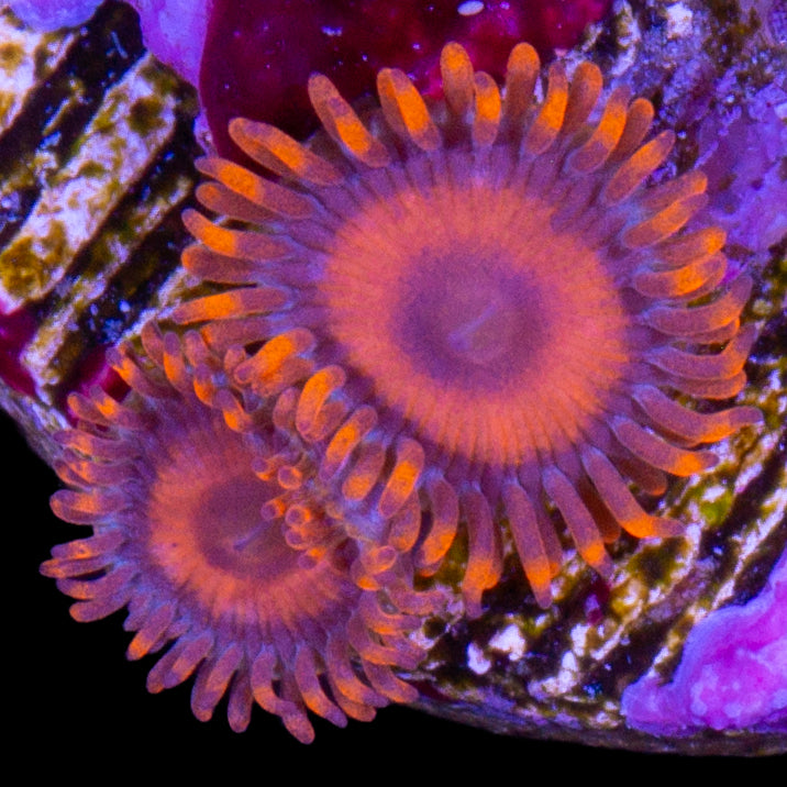 Orange Oxide Zoanthids