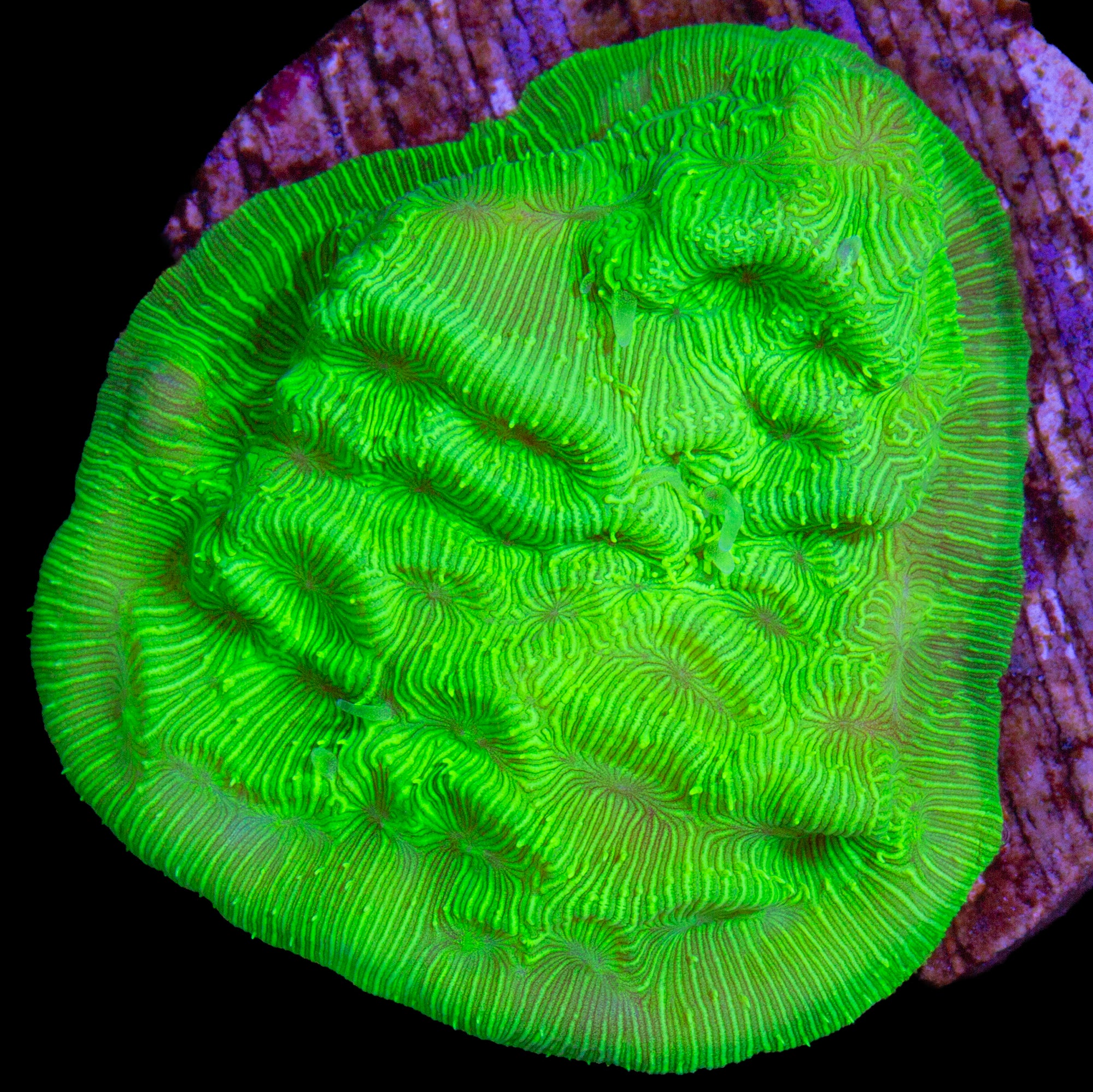 Convict Leptoseris Coral