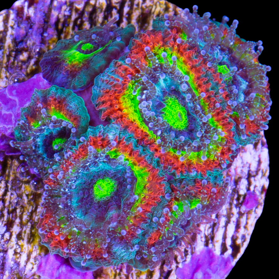 Holy Grail Micromussa