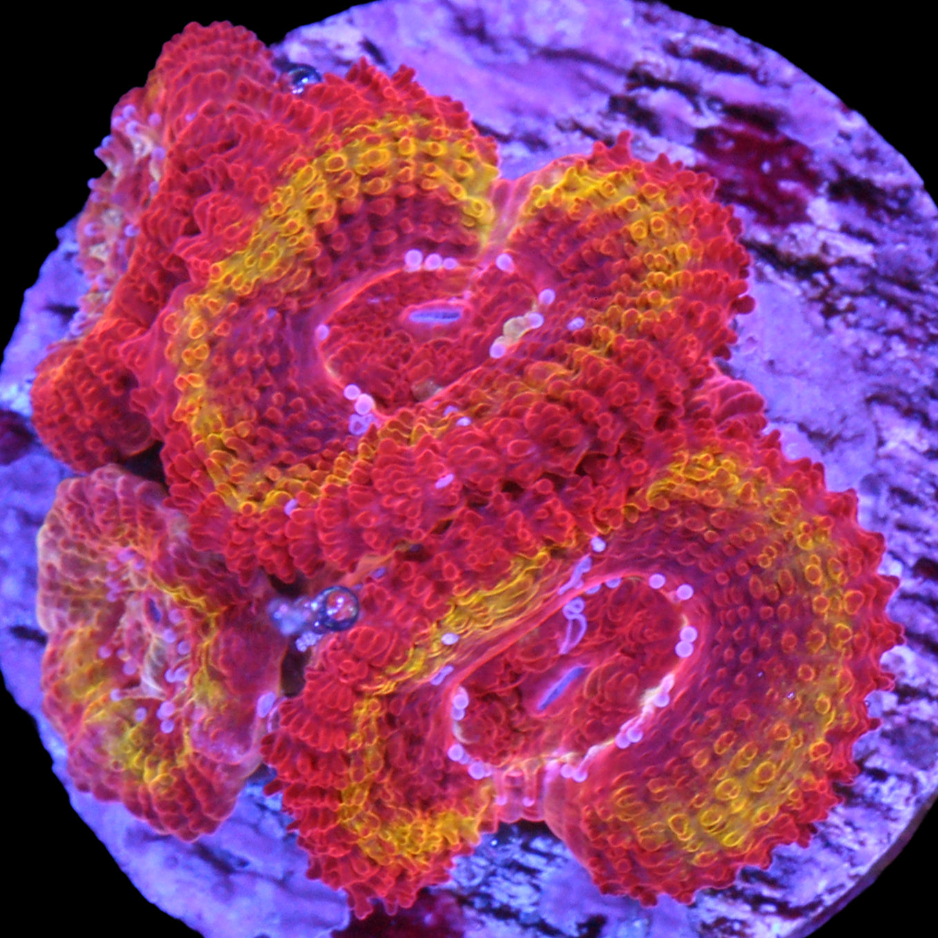 Iron Man Micromussa Coral