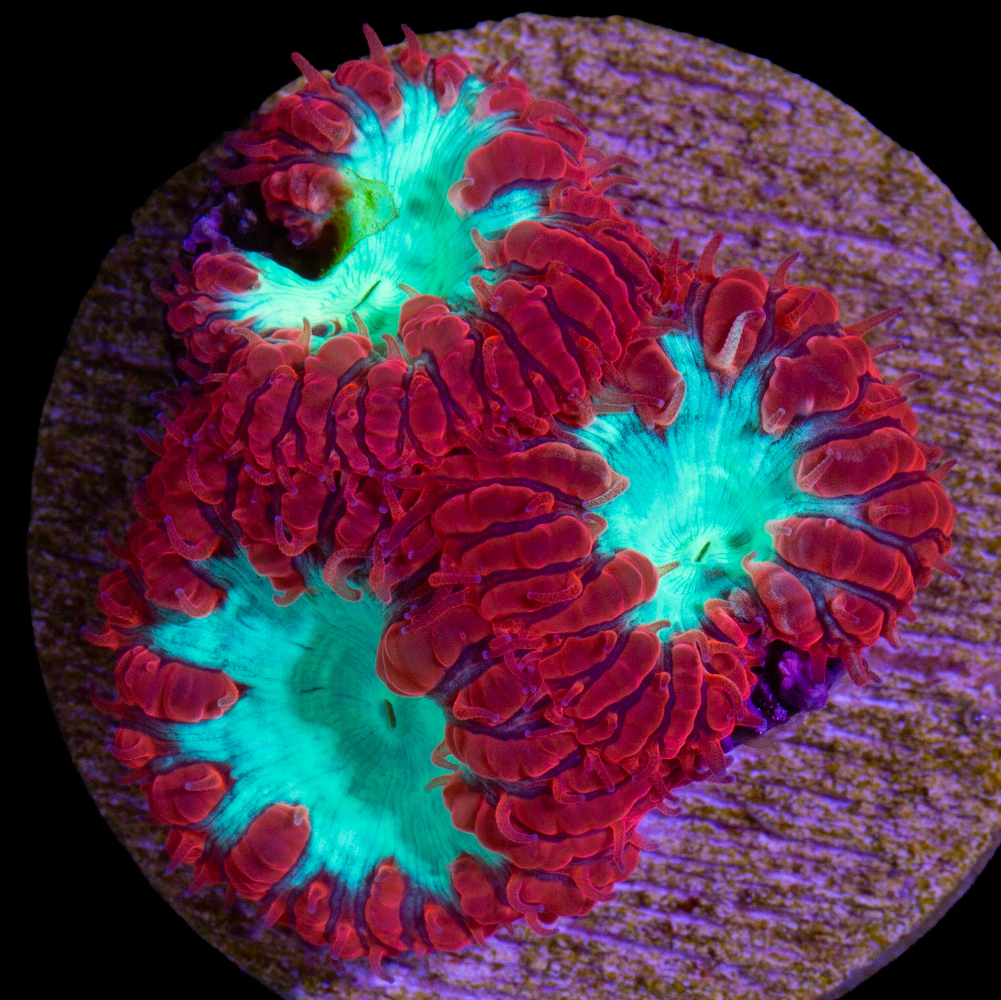 Red & Green Blastomussa Wellsi Coral