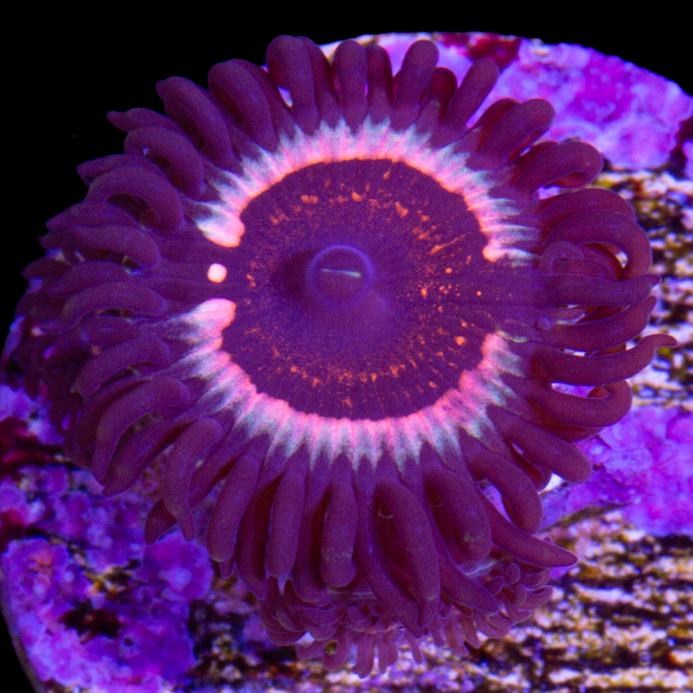 Vivid's Eye of Sauron Zoanthid
