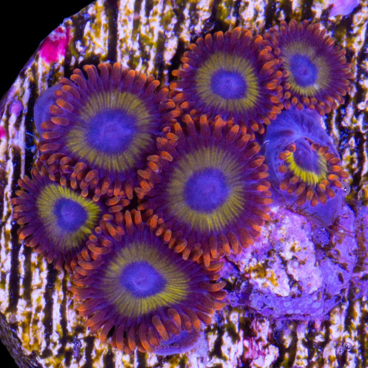 Vivid's Fruit Loop Zoanthids