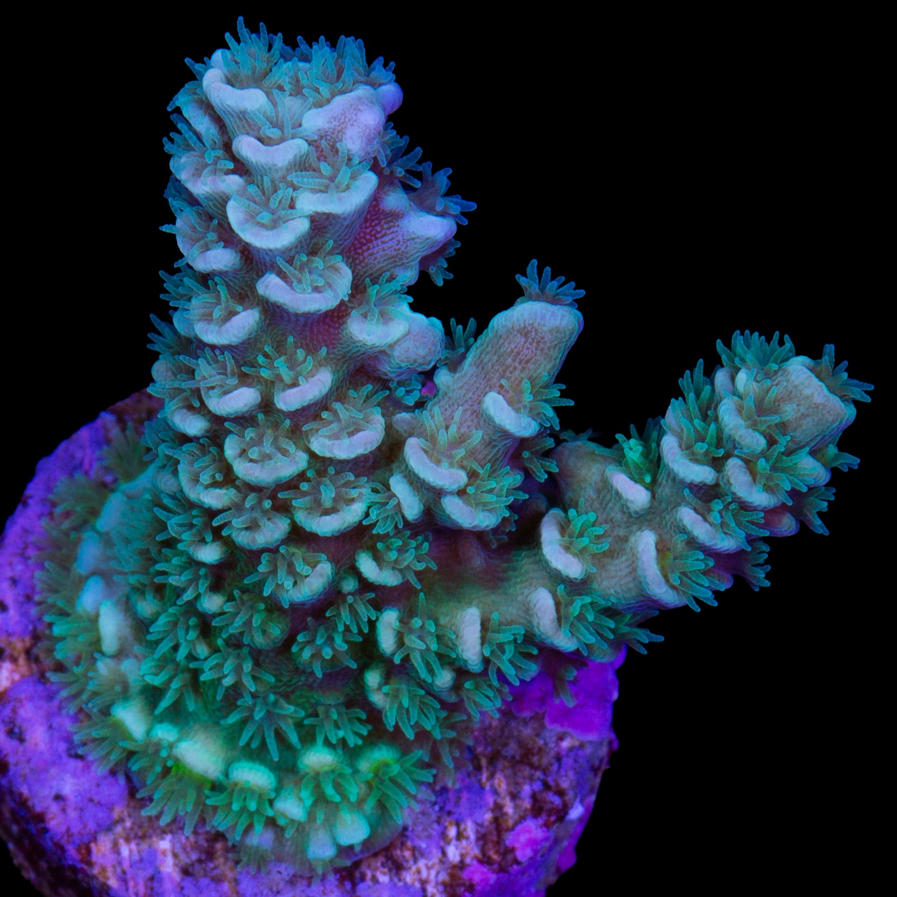 Fuzzy Green Tenuis Acropora Coral