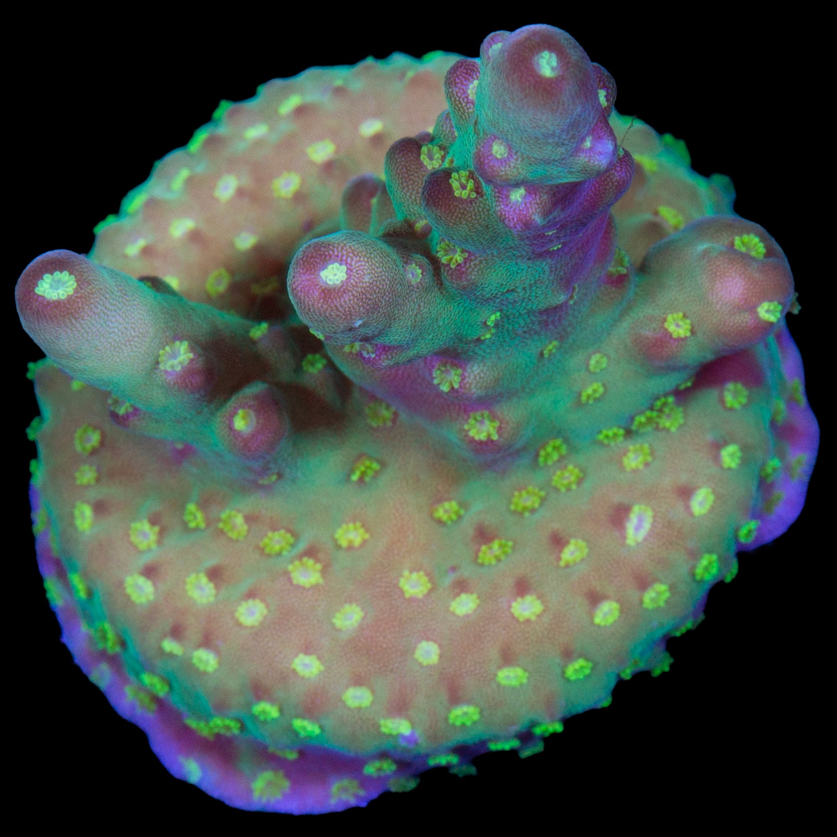 Vivid's Buzz Lightyear Acropora Coral