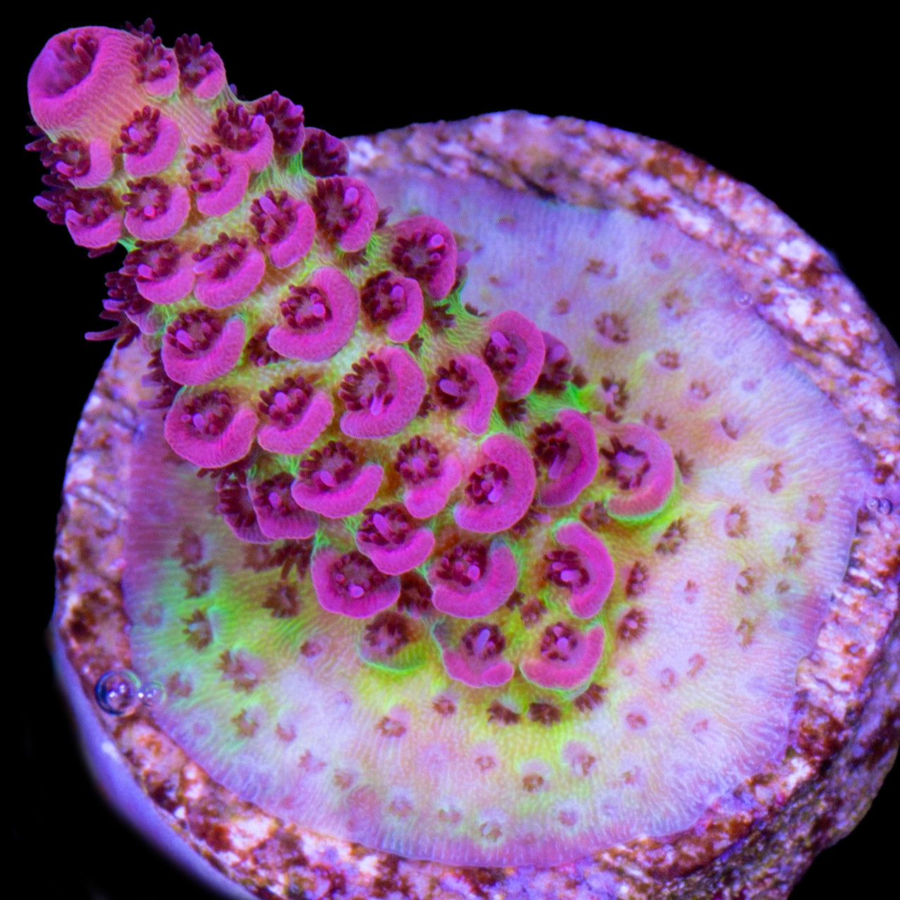 Festivus Acropora Coral