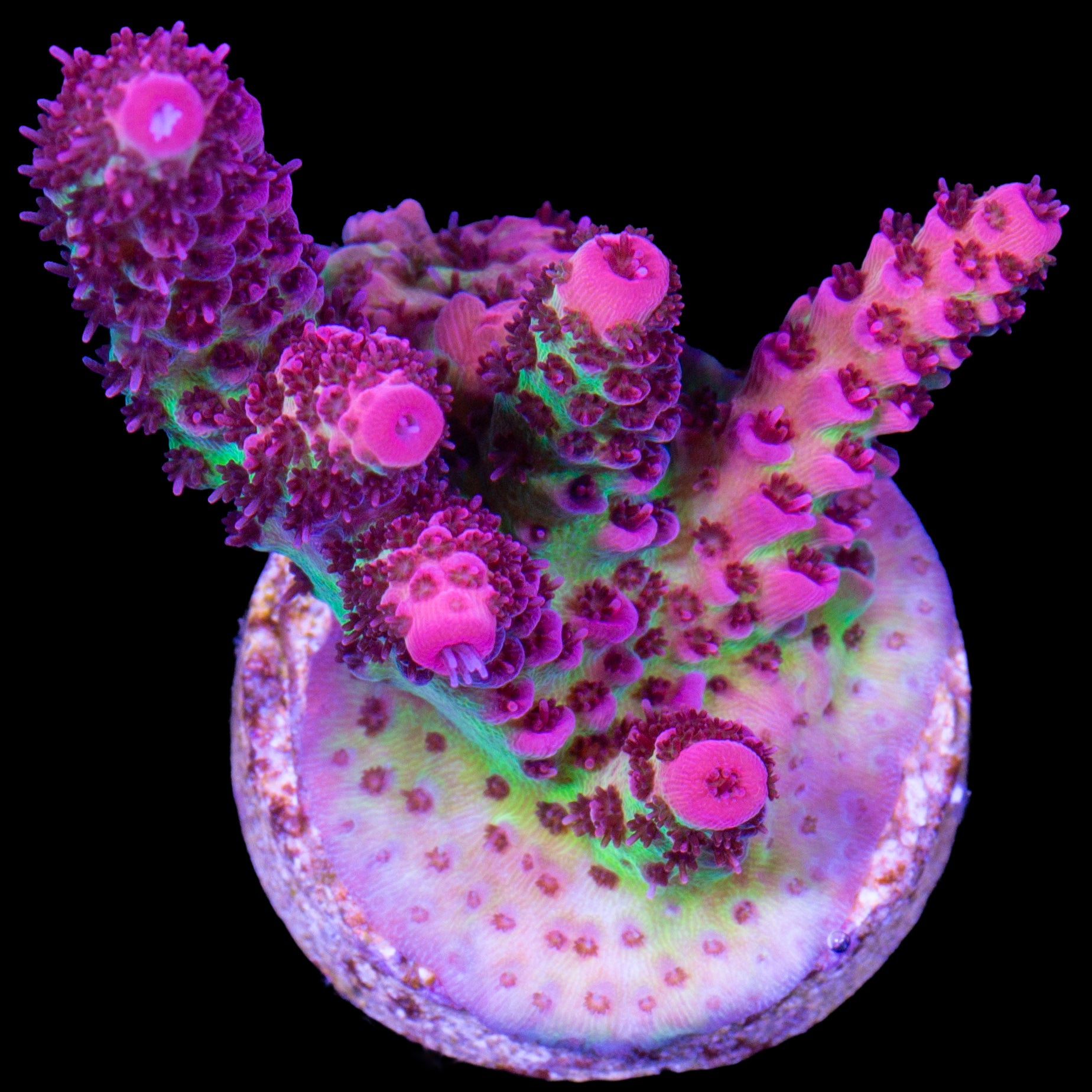 Festivus Acropora Coral