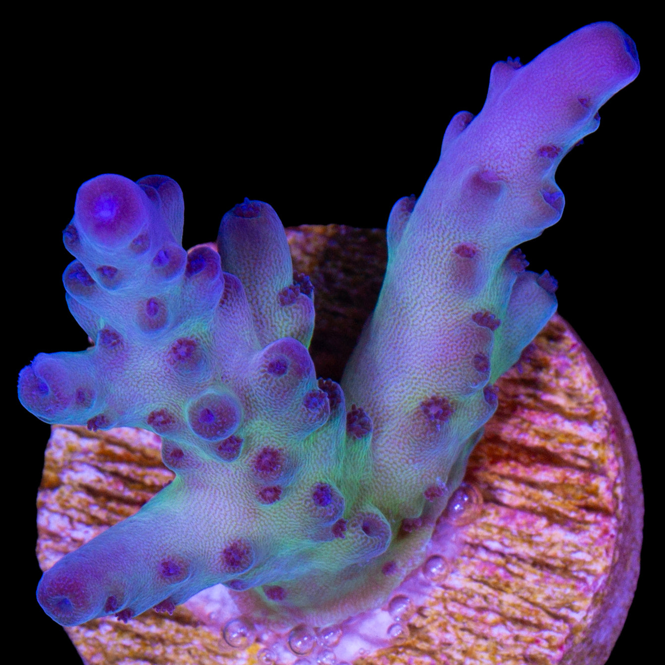 Blue Dream Acropora Coral