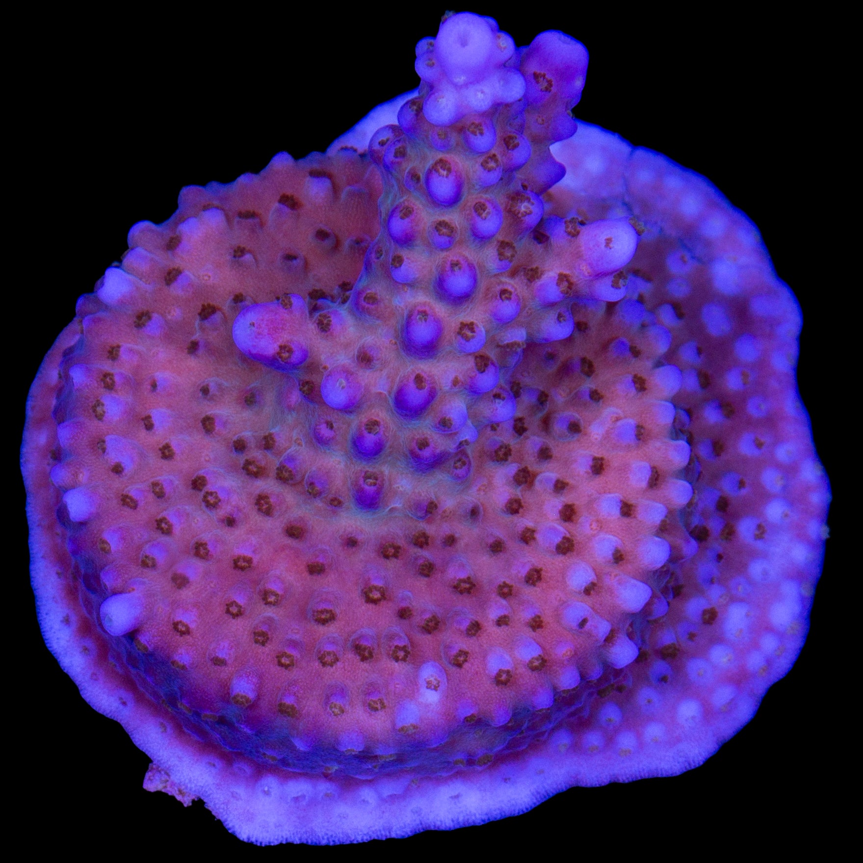 Merlin's Wizard Acropora Coral