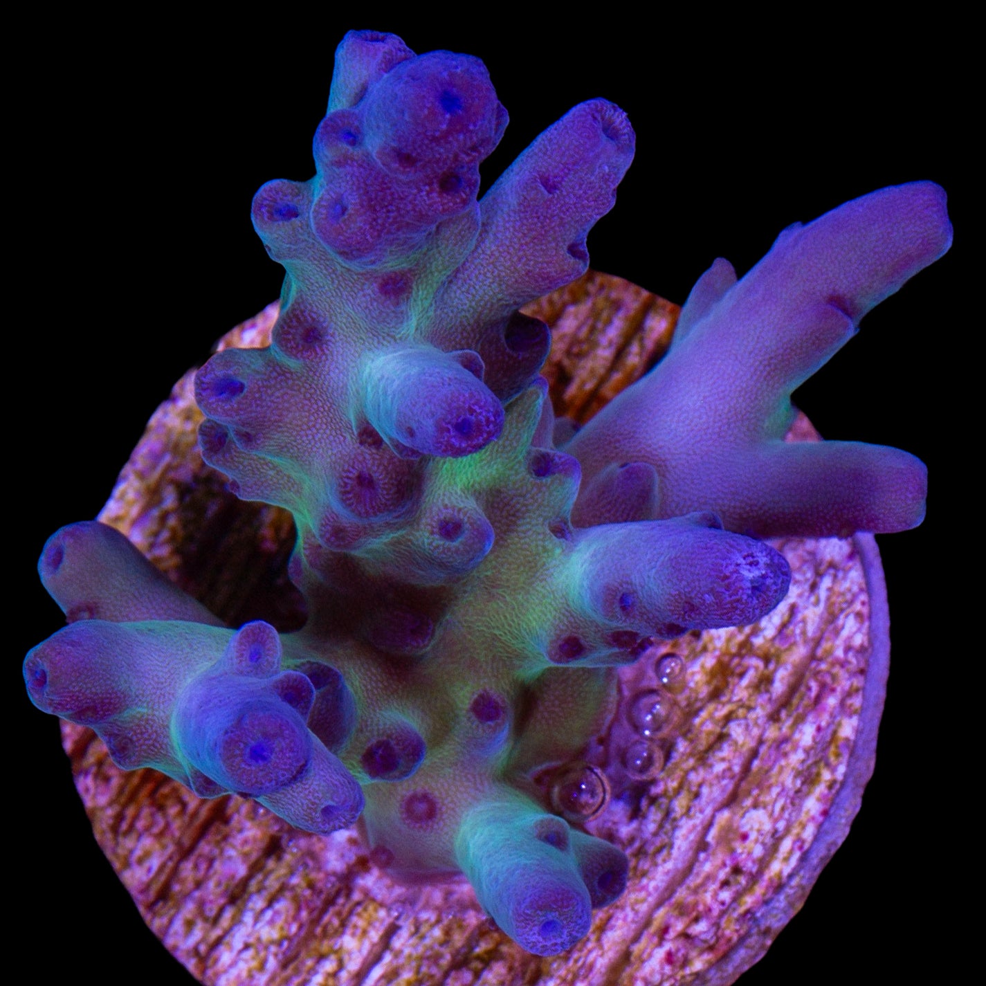 Blue Dream Acropora Coral