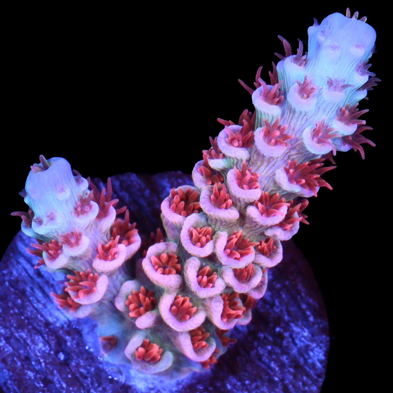 TGC Cherry Bomb Acropora Coral