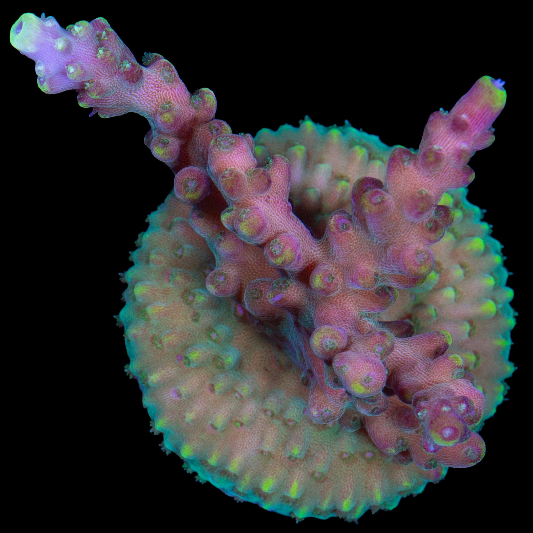 Vivid's Candyland Acropora Coral