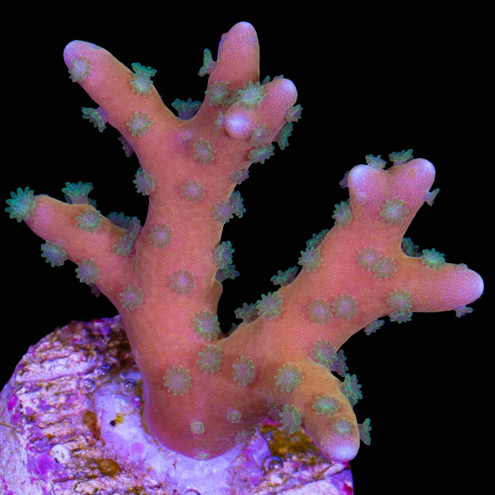 Tropicana Anacropora Coral