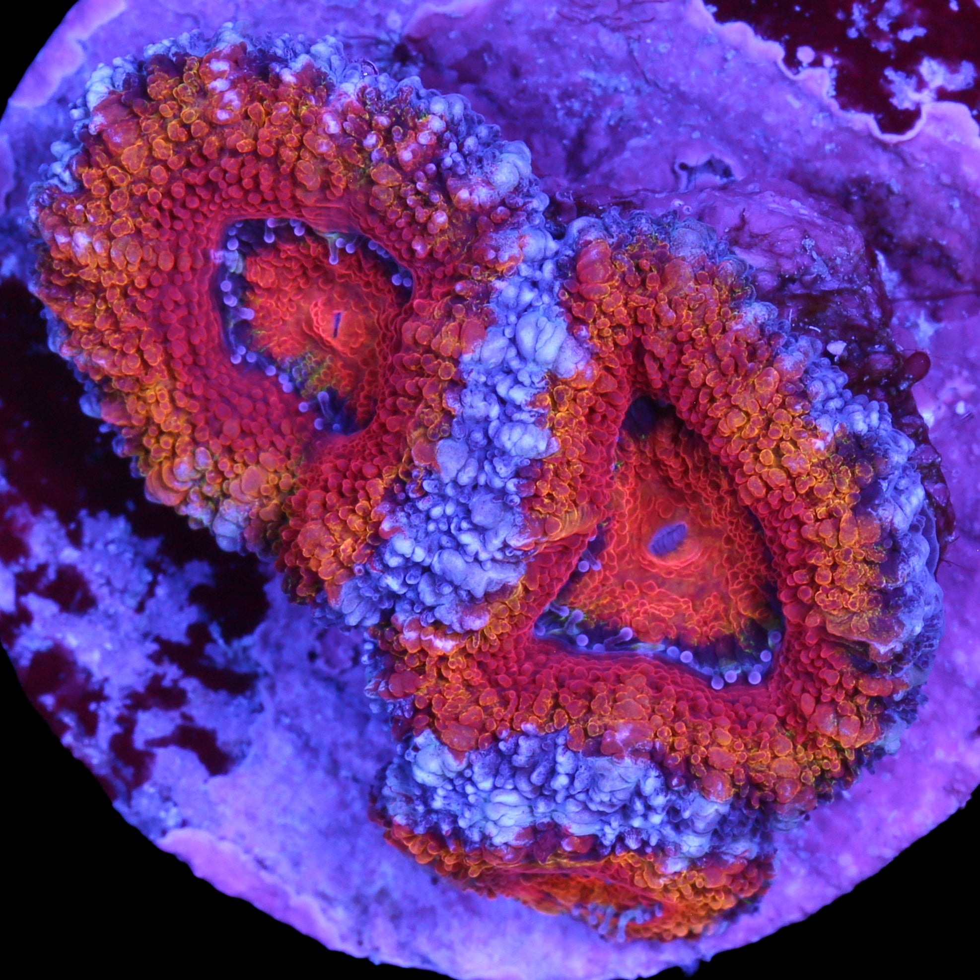 Rainbow Acan Lord Coral
