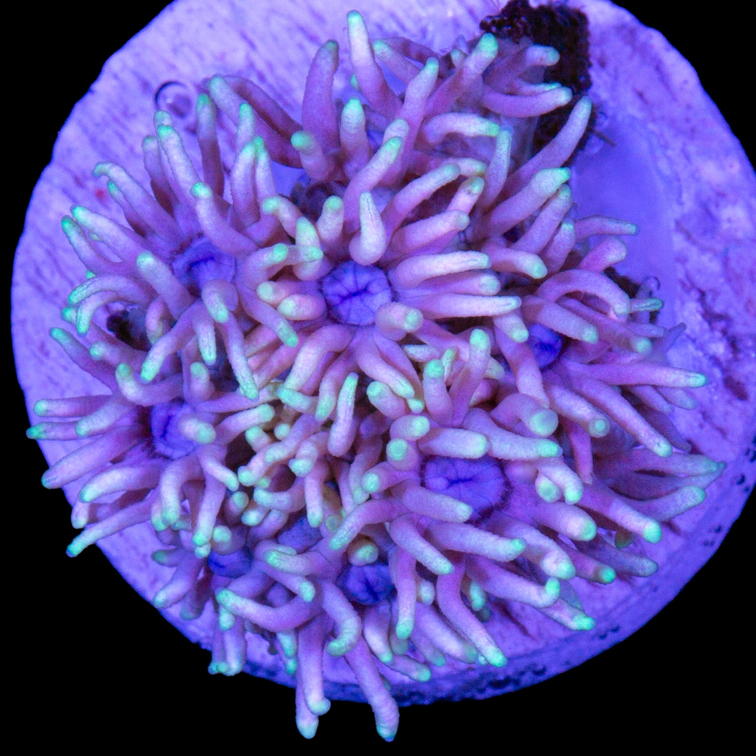 Pastel Goniopora Coral