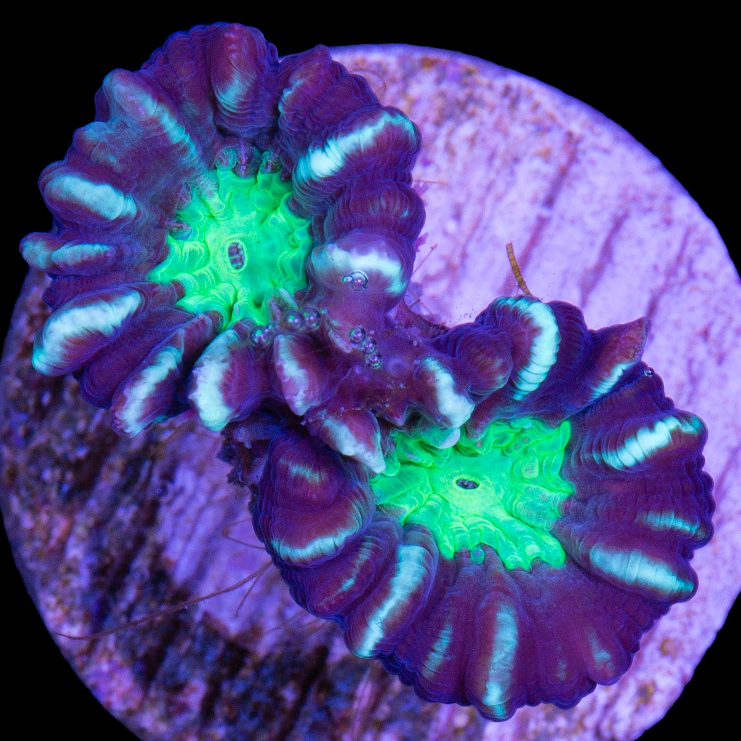 Green Eye Candy Cane Coral